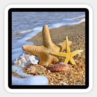 Starfish and Sea Shell Sticker